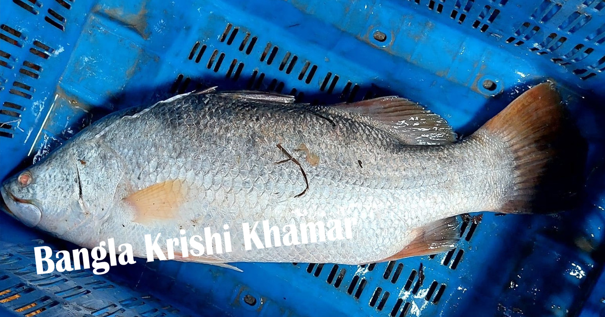 Bhetki Fish Price per Kg