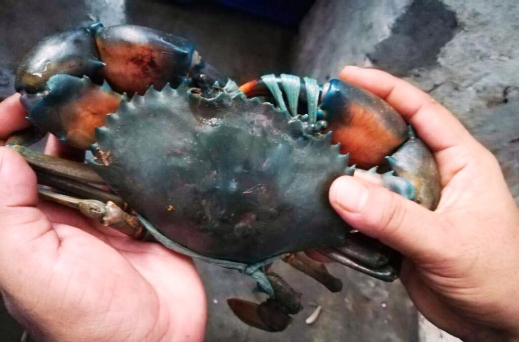 Mud Crab Price