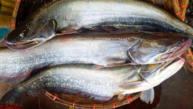 Boal Fish Price