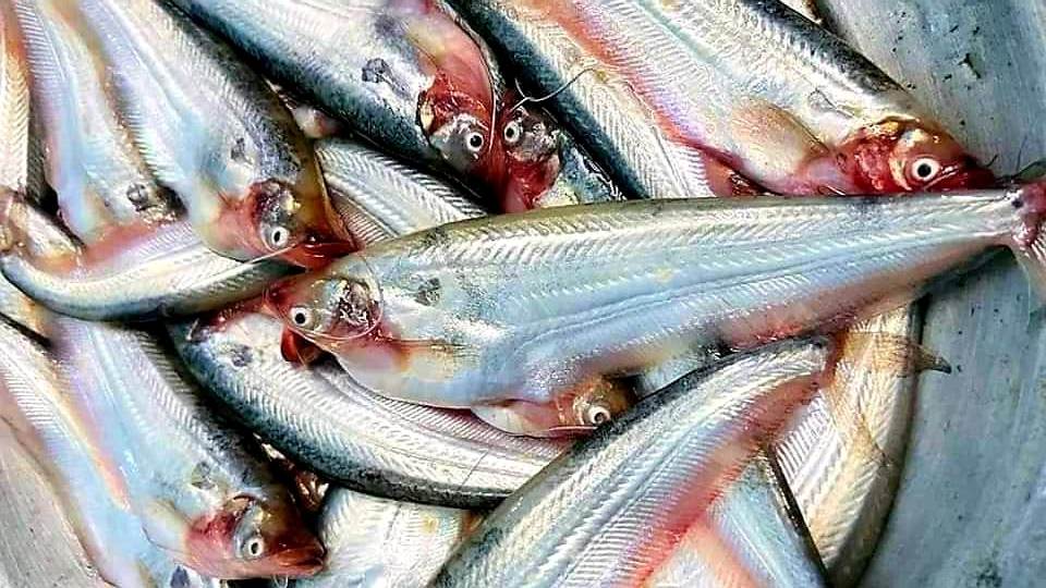 Pabda Fish Price