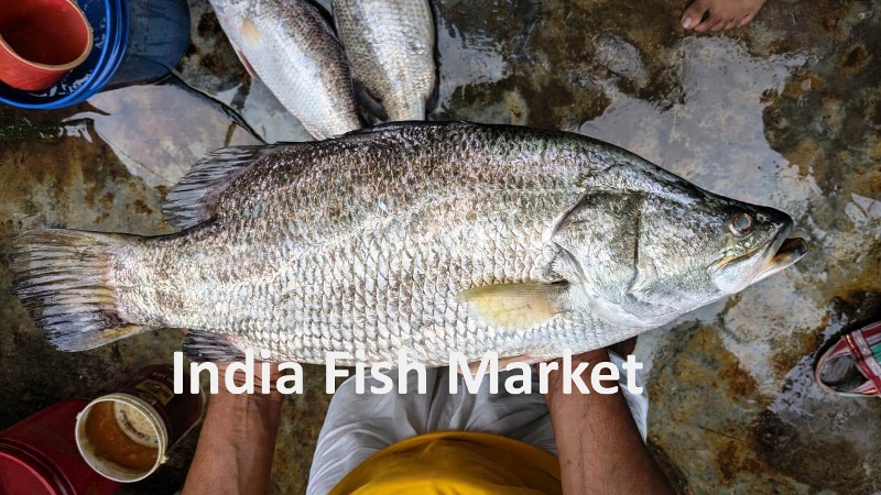 River Bhetki Fish