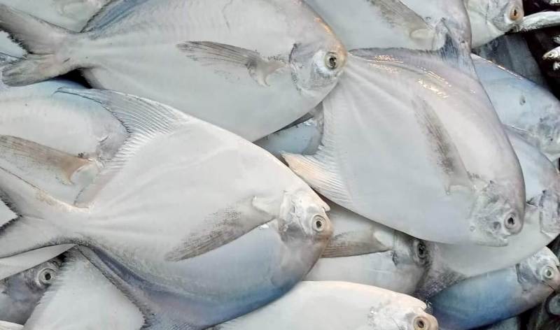 Pomfret Fish Price