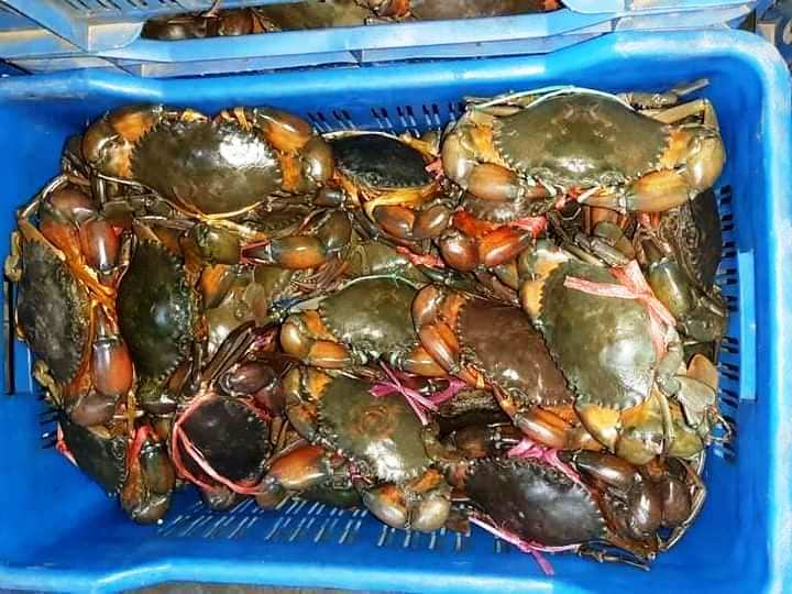 Mud Crab Price