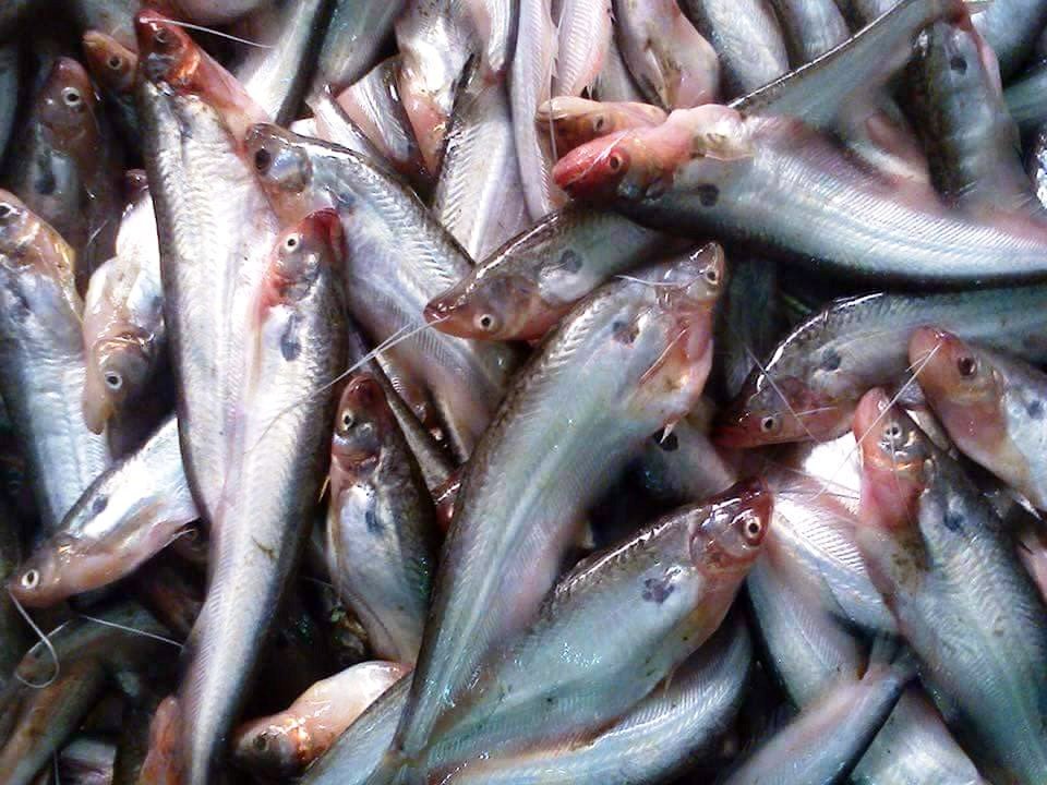 Pabda Fish Price