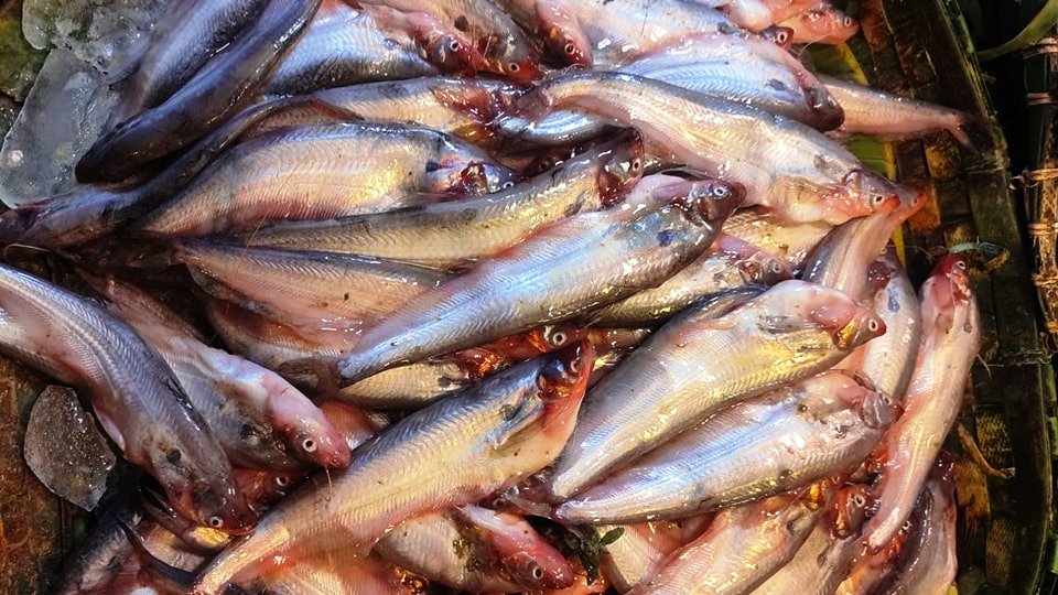 Pabda Fish Price