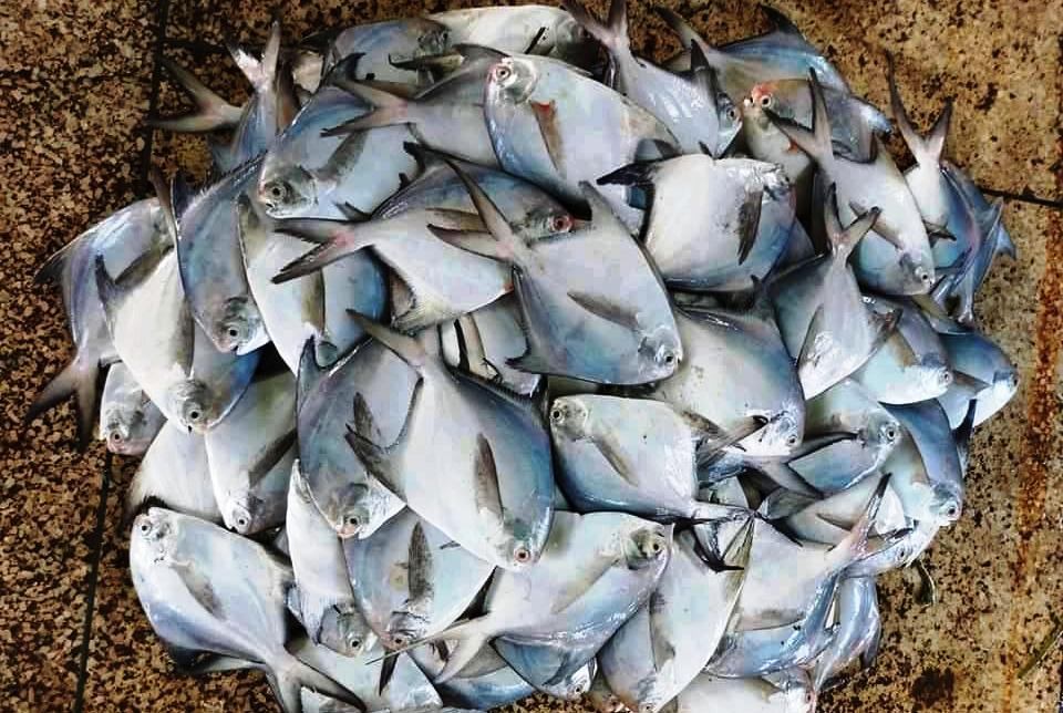 Pomfret Fish Price