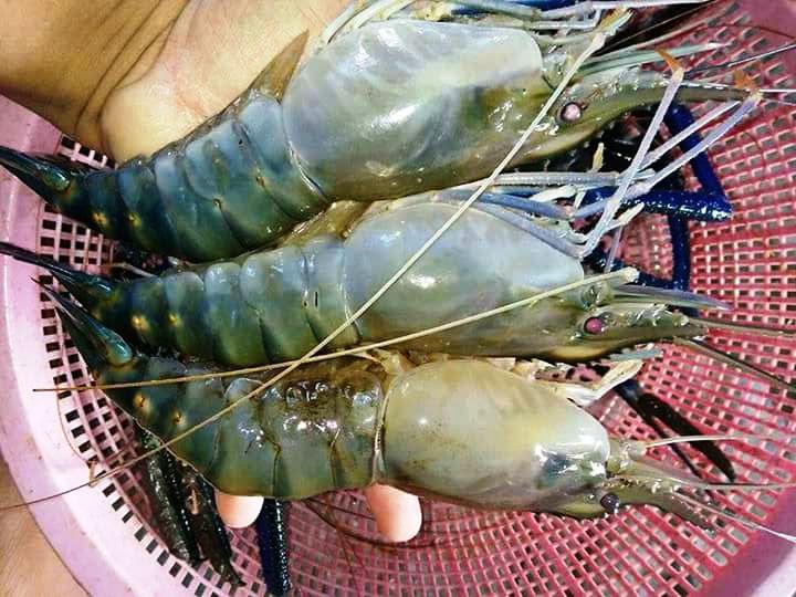 Scampi Prawns Price