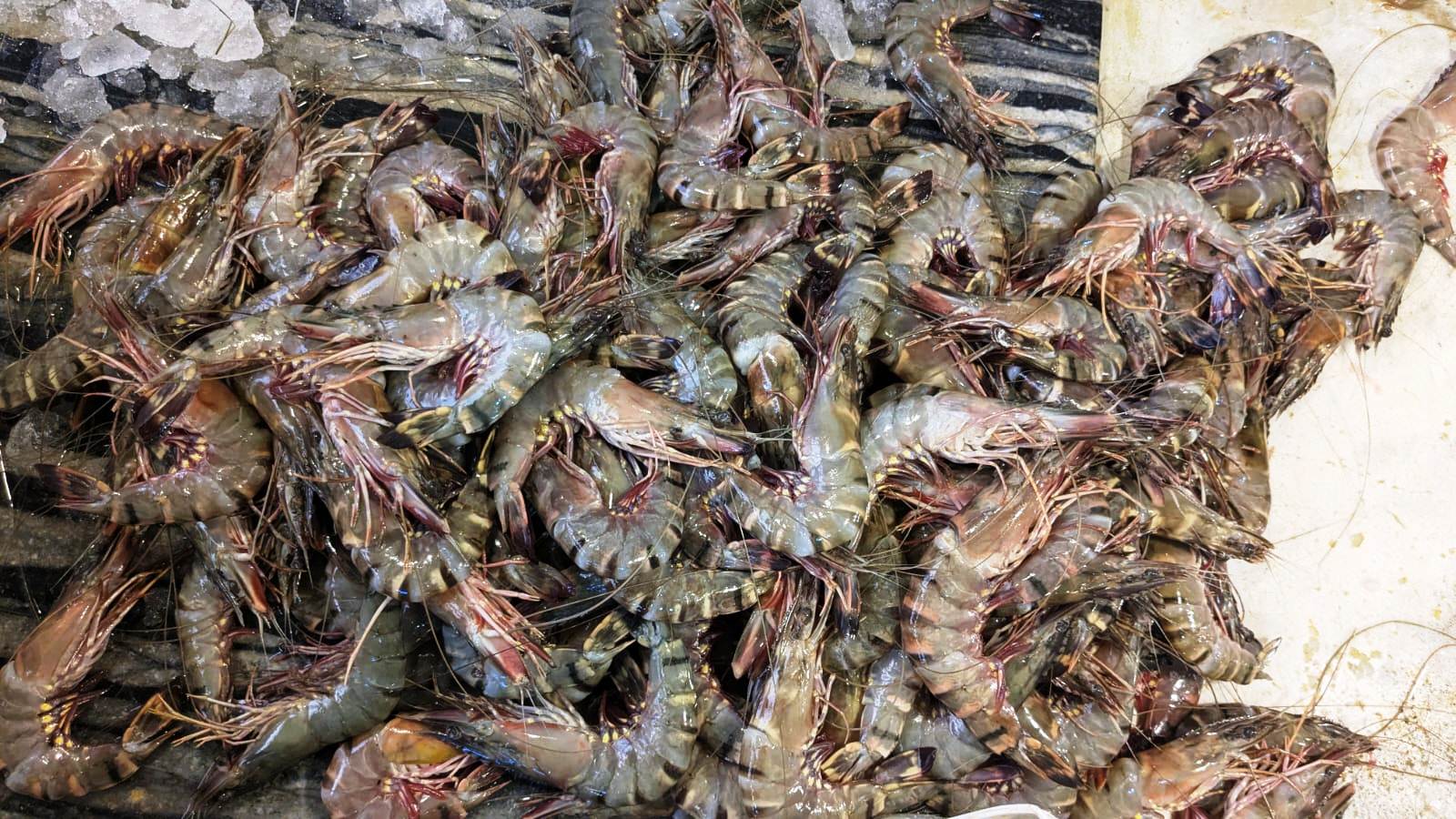 Fresh Tiger Prawns price