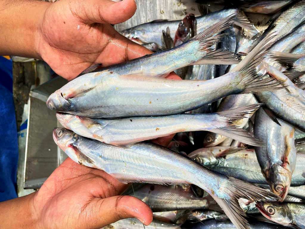 Bacha Fish price