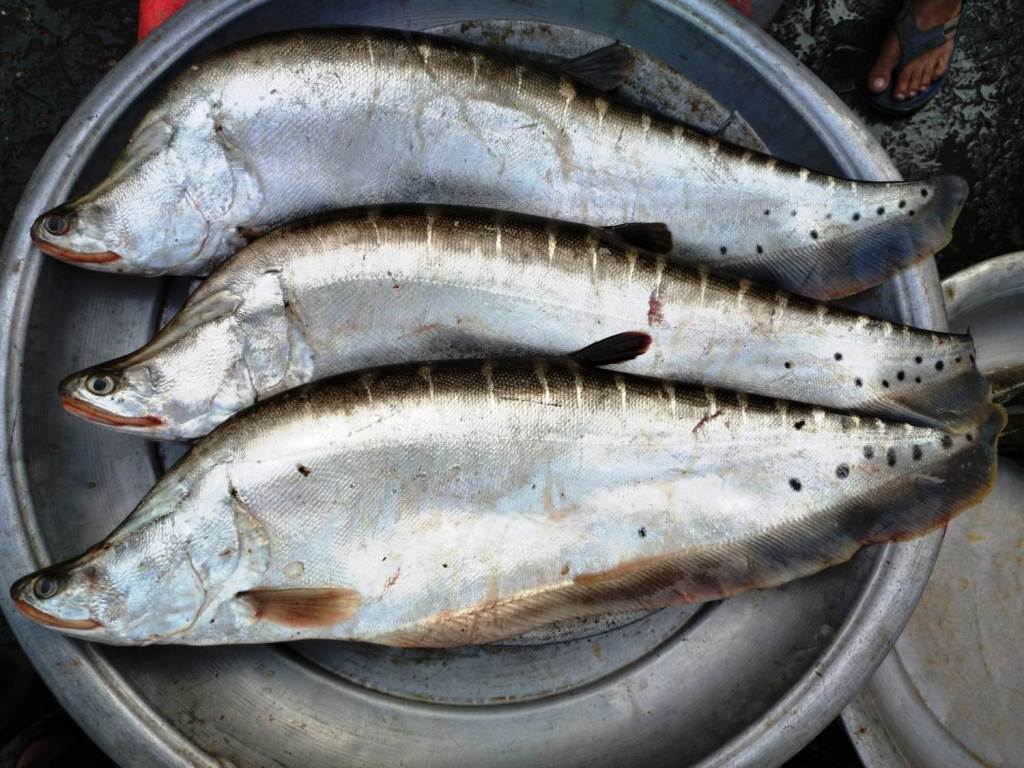 Chital Fish price