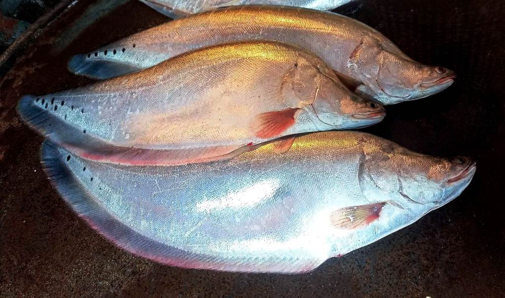 Get Chital Fish price