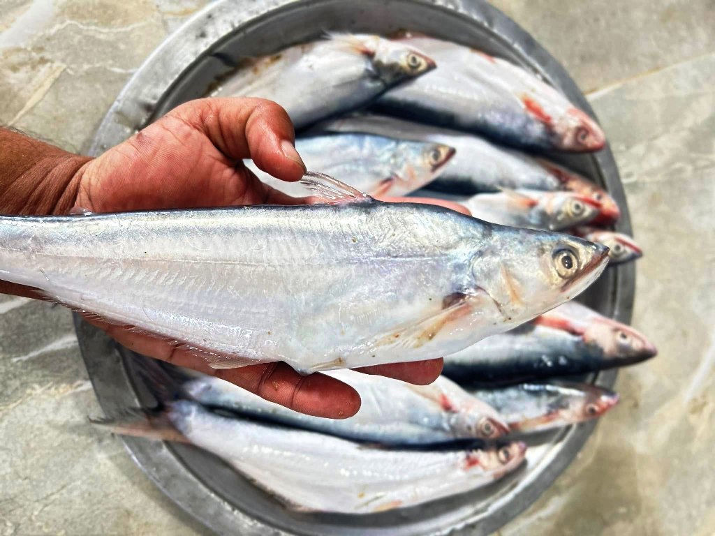 Get latest Bacha Fish price in India