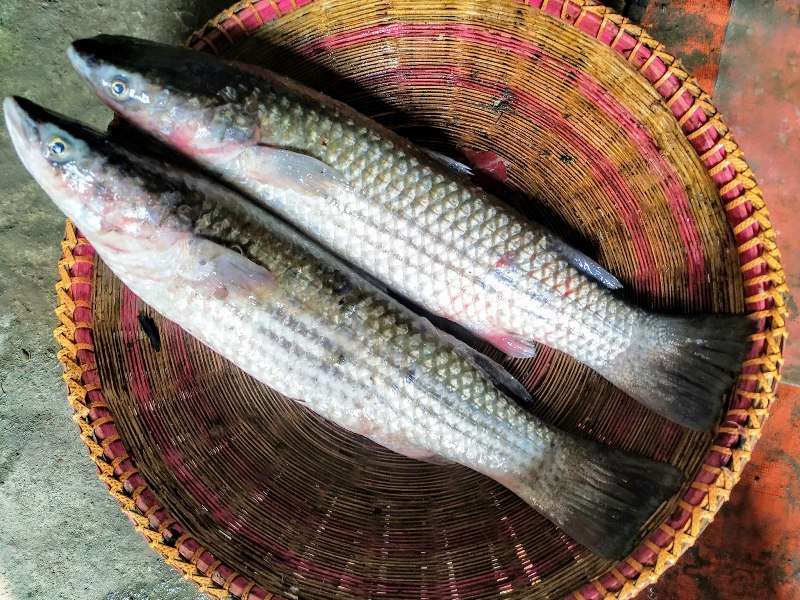 Grey Mullet Fish price per kg in India