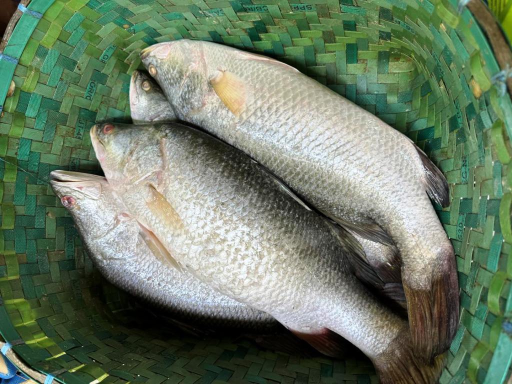 Buy Bhetki Fish Online at the Best Price per Kg in India