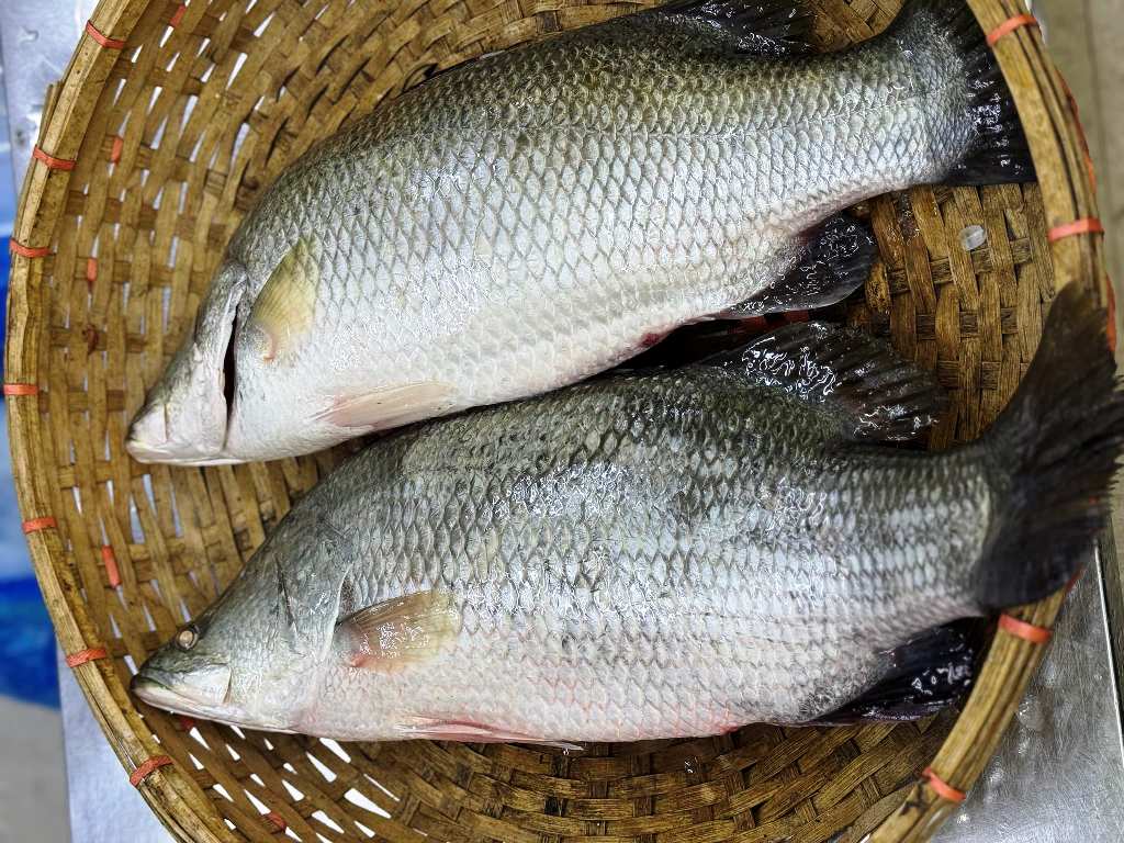 Buy Bhetki (River) Fish Online