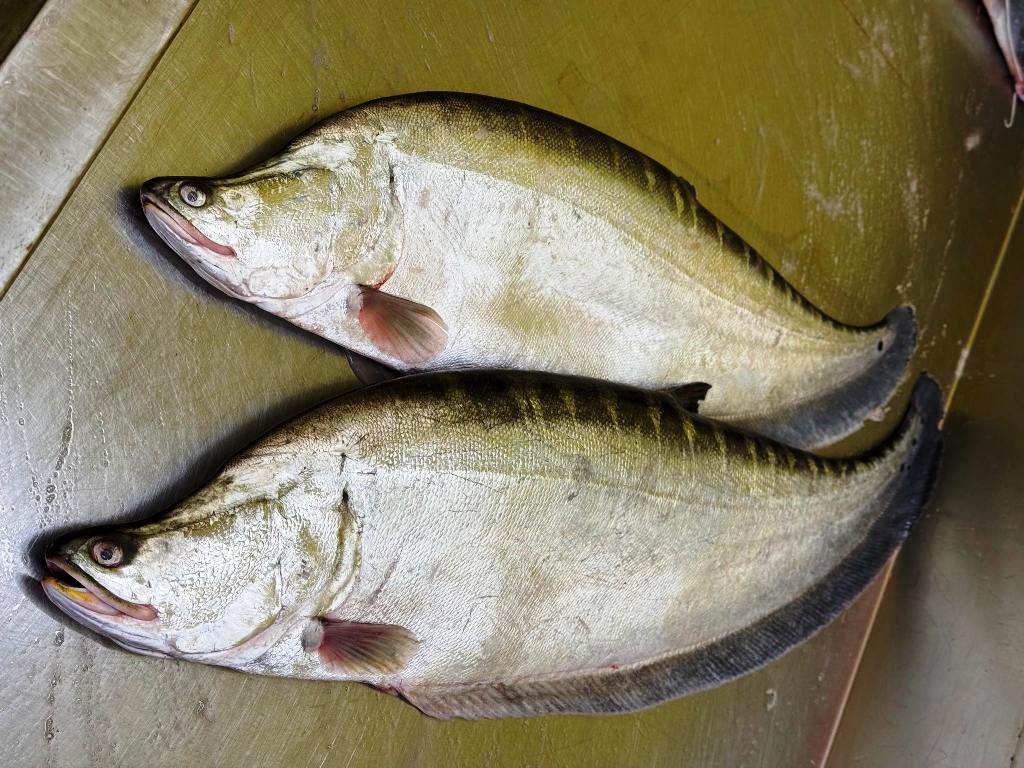 Buy Big Size Chital Fish Online
