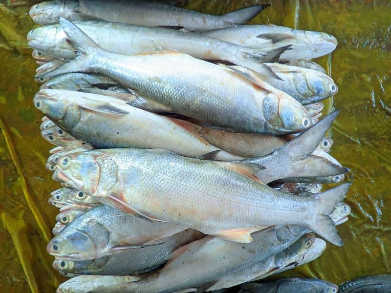 Salmon Fish Price