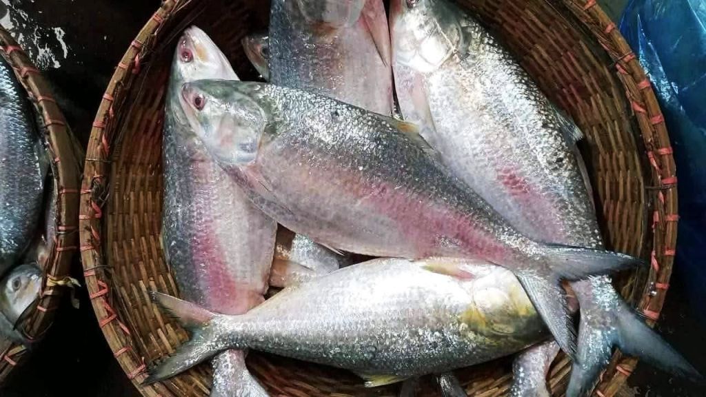 Wholesale Hilsa Fish (Ilish) Price