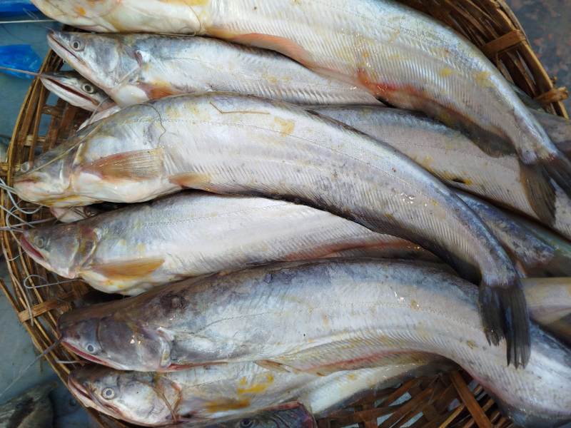 Attu Vaala -Malli (Boal) Fish