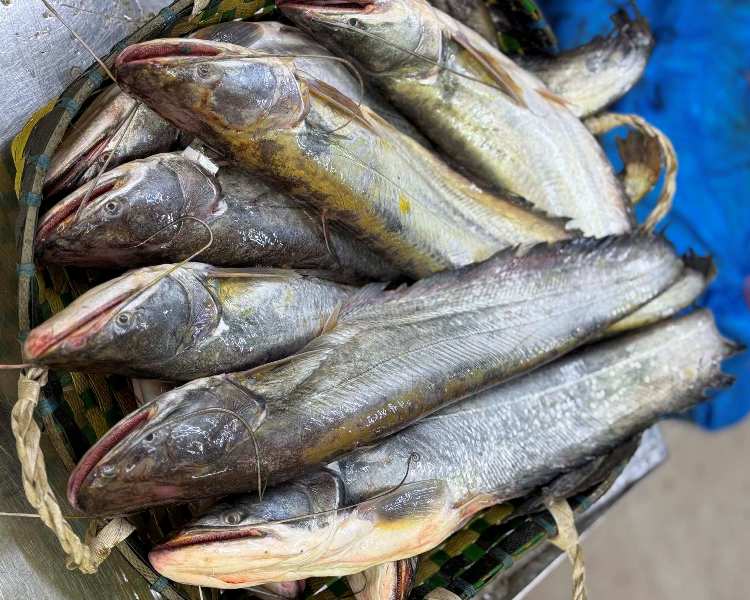 Boal Fish Price per kg in India